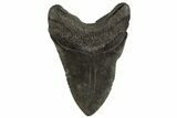 Fossil Megalodon Tooth - South Carolina #331621-2